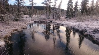 Hösten möter vinter i skogsterrängen.